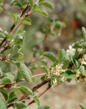 Fotografia 15 da espécie Amelanchier ovalis no Jardim Botânico UTAD