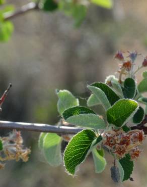 Fotografia 16 da espécie Amelanchier ovalis no Jardim Botânico UTAD