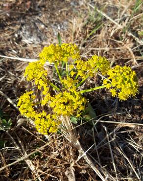 Fotografia 9 da espécie Thapsia villosa var. dissecta no Jardim Botânico UTAD