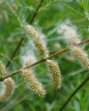 Fotografia da espécie Salix purpurea