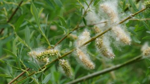 Fotografia da espécie Salix purpurea