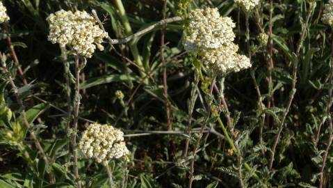 Fotografia da espécie Achillea odorata