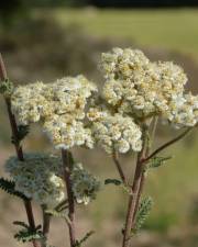 Fotografia da espécie Achillea odorata