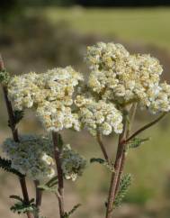 Achillea odorata