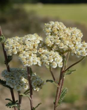 Fotografia 1 da espécie Achillea odorata no Jardim Botânico UTAD