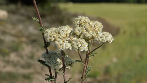 Fotografia da espécie Achillea odorata