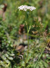 Fotografia da espécie Achillea odorata