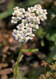 Fotografia da espécie Achillea odorata