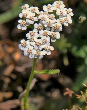 Fotografia 4 da espécie Achillea odorata no Jardim Botânico UTAD