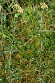 Fotografia da espécie Achillea odorata