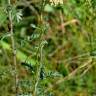 Fotografia 6 da espécie Achillea odorata do Jardim Botânico UTAD