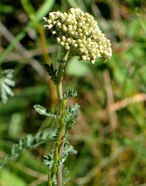 Fotografia 7 da espécie Achillea odorata no Jardim Botânico UTAD