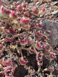 Fotografia da espécie Mesembryanthemum nodiflorum