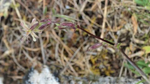 Fotografia da espécie Silene nemoralis
