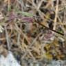 Fotografia 1 da espécie Silene nemoralis do Jardim Botânico UTAD