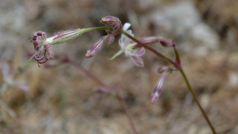 Fotografia da espécie Silene nemoralis