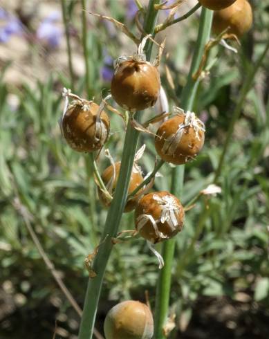 Fotografia de capa Asphodelus cerasiferus - do Jardim Botânico