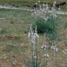 Fotografia 8 da espécie Asphodelus cerasiferus do Jardim Botânico UTAD