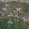 Fotografia 9 da espécie Asphodelus cerasiferus do Jardim Botânico UTAD