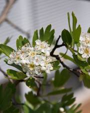 Fotografia da espécie Crataegus azarolus