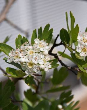 Fotografia 1 da espécie Crataegus azarolus no Jardim Botânico UTAD