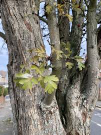 Fotografia da espécie Crataegus azarolus