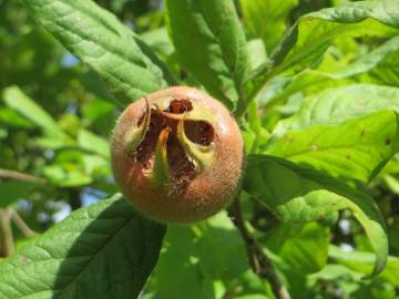 Fotografia da espécie Crataegus germanica