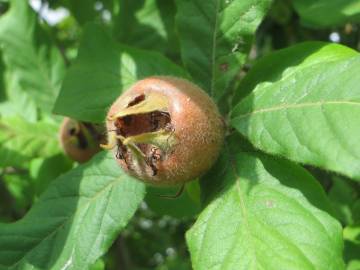 Fotografia da espécie Crataegus germanica