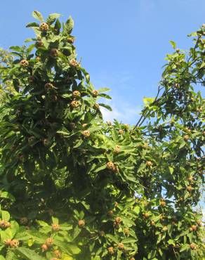 Fotografia 5 da espécie Crataegus germanica no Jardim Botânico UTAD