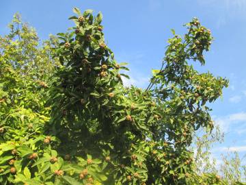 Fotografia da espécie Crataegus germanica