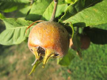 Fotografia da espécie Crataegus germanica