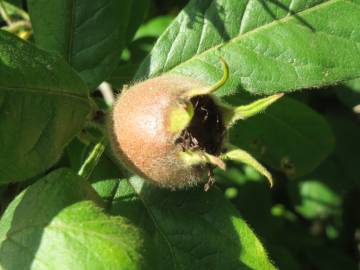 Fotografia da espécie Crataegus germanica