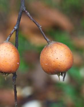 Fotografia 8 da espécie Crataegus germanica no Jardim Botânico UTAD