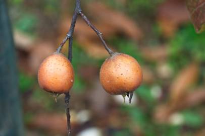 Fotografia da espécie Crataegus germanica