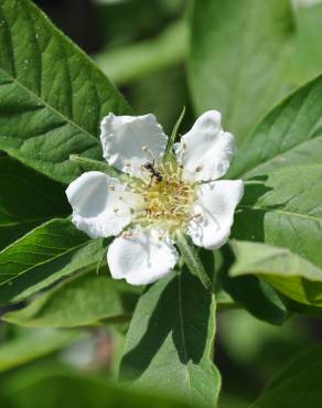 Fotografia 9 da espécie Crataegus germanica no Jardim Botânico UTAD