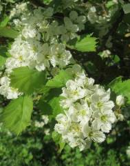 Crataegus laevigata