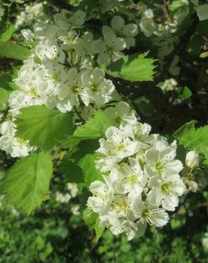 Fotografia 1 da espécie Crataegus laevigata no Jardim Botânico UTAD