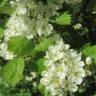 Fotografia 1 da espécie Crataegus laevigata do Jardim Botânico UTAD