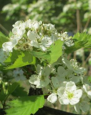 Fotografia 3 da espécie Crataegus laevigata no Jardim Botânico UTAD