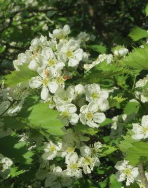 Fotografia 4 da espécie Crataegus laevigata no Jardim Botânico UTAD