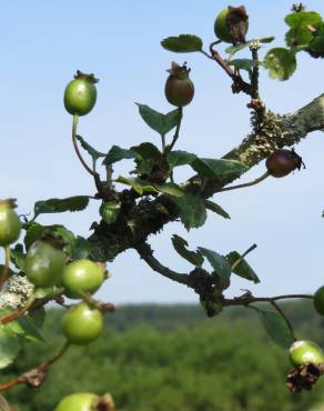 Fotografia 5 da espécie Crataegus laevigata no Jardim Botânico UTAD