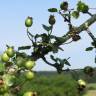 Fotografia 5 da espécie Crataegus laevigata do Jardim Botânico UTAD