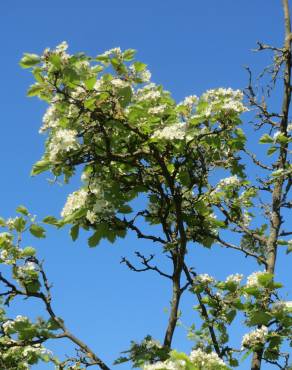 Fotografia 6 da espécie Crataegus laevigata no Jardim Botânico UTAD