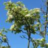 Fotografia 6 da espécie Crataegus laevigata do Jardim Botânico UTAD