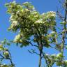 Fotografia 6 da espécie Crataegus laevigata do Jardim Botânico UTAD