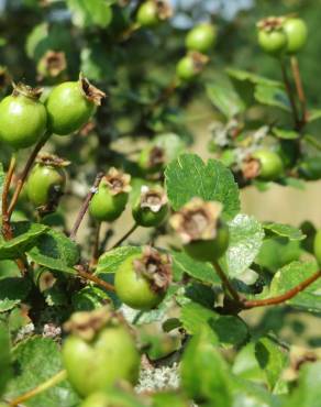 Fotografia 7 da espécie Crataegus laevigata no Jardim Botânico UTAD