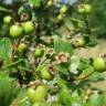 Fotografia 7 da espécie Crataegus laevigata do Jardim Botânico UTAD