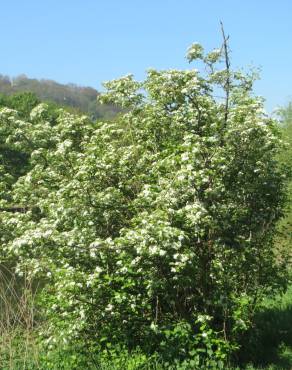 Fotografia 8 da espécie Crataegus laevigata no Jardim Botânico UTAD