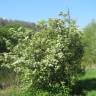 Fotografia 8 da espécie Crataegus laevigata do Jardim Botânico UTAD