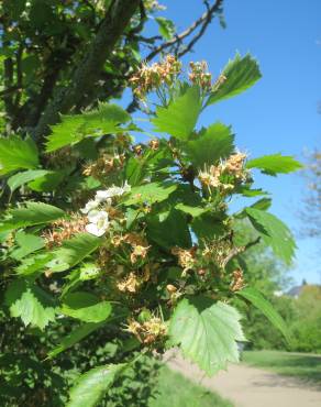 Fotografia 9 da espécie Crataegus laevigata no Jardim Botânico UTAD